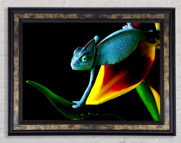 Chameleon In Blue Framed Print