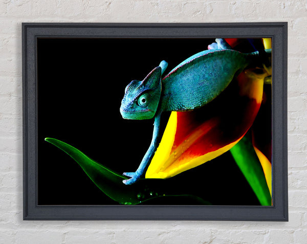 Chameleon In Blue Framed Print