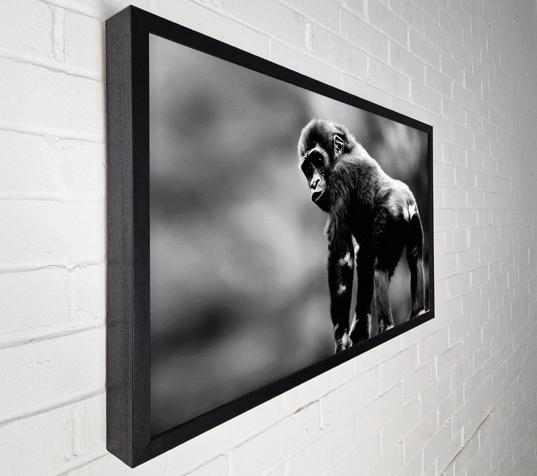 A Canvas Print of Cheeky Monkey Canvas Art