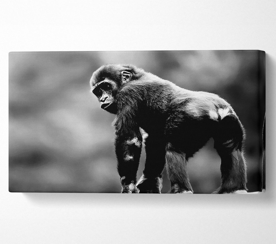  A Canvas Print of Cheeky Monkey Canvas Art