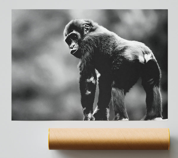 Cheeky Monkey Poster