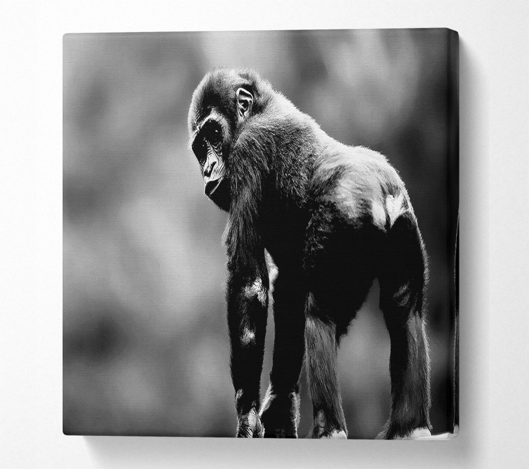  A Canvas Print of Cheeky Monkey Canvas Art