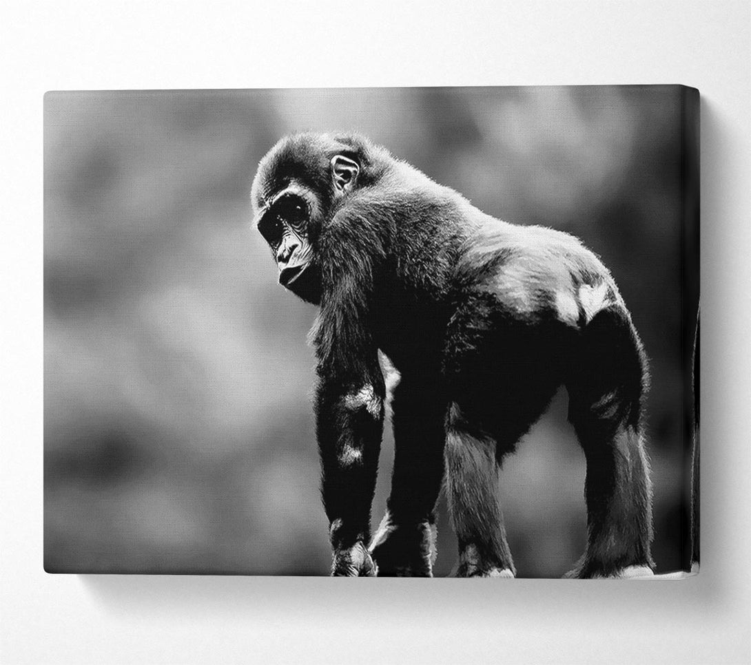  A Canvas Print of Cheeky Monkey Canvas Art