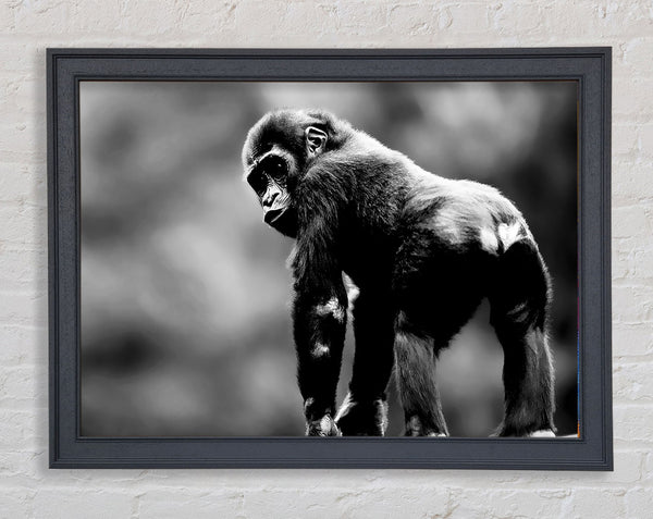 Cheeky Monkey Framed Print