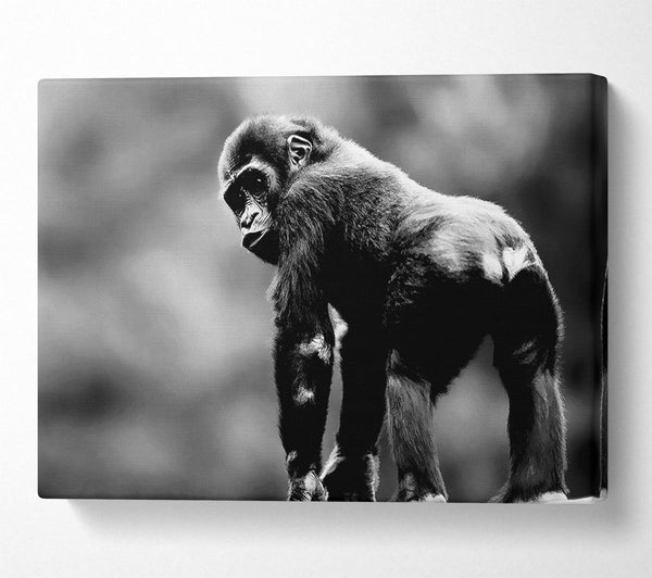  A Canvas Print of Cheeky Monkey Canvas Art