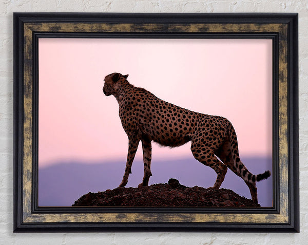 Cheetah Habitat Framed Print