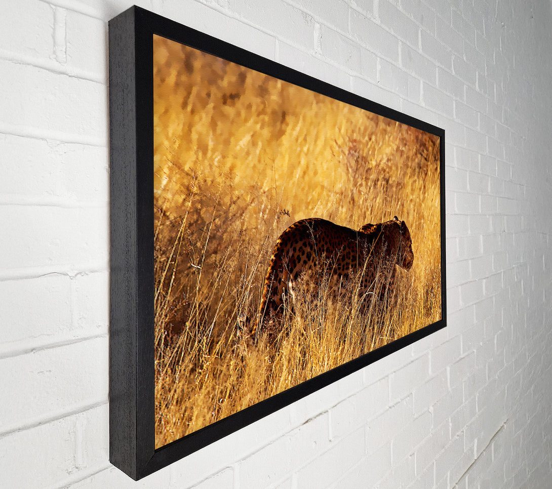  A Canvas Print of Cheetah Hunt Canvas Print