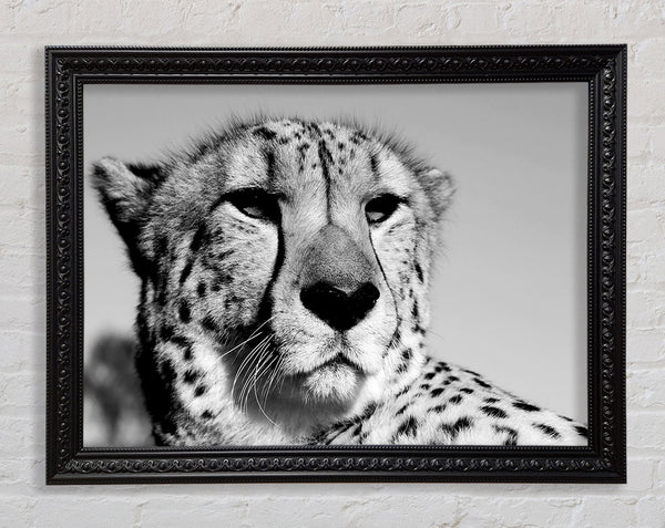 Cheetah Stare Framed Print