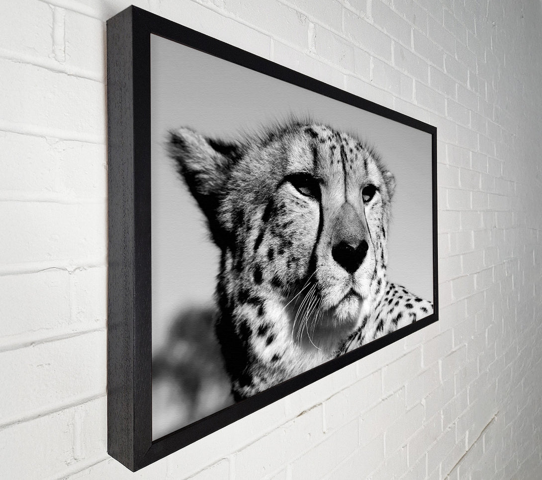  A Canvas Print of Cheetah Stare Canvas Wall Art