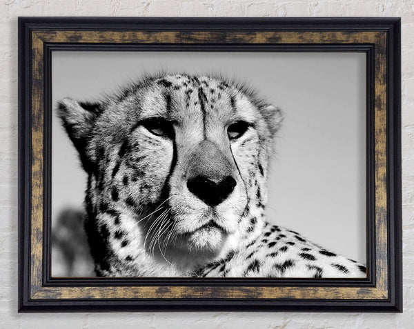 Cheetah Stare Framed Print