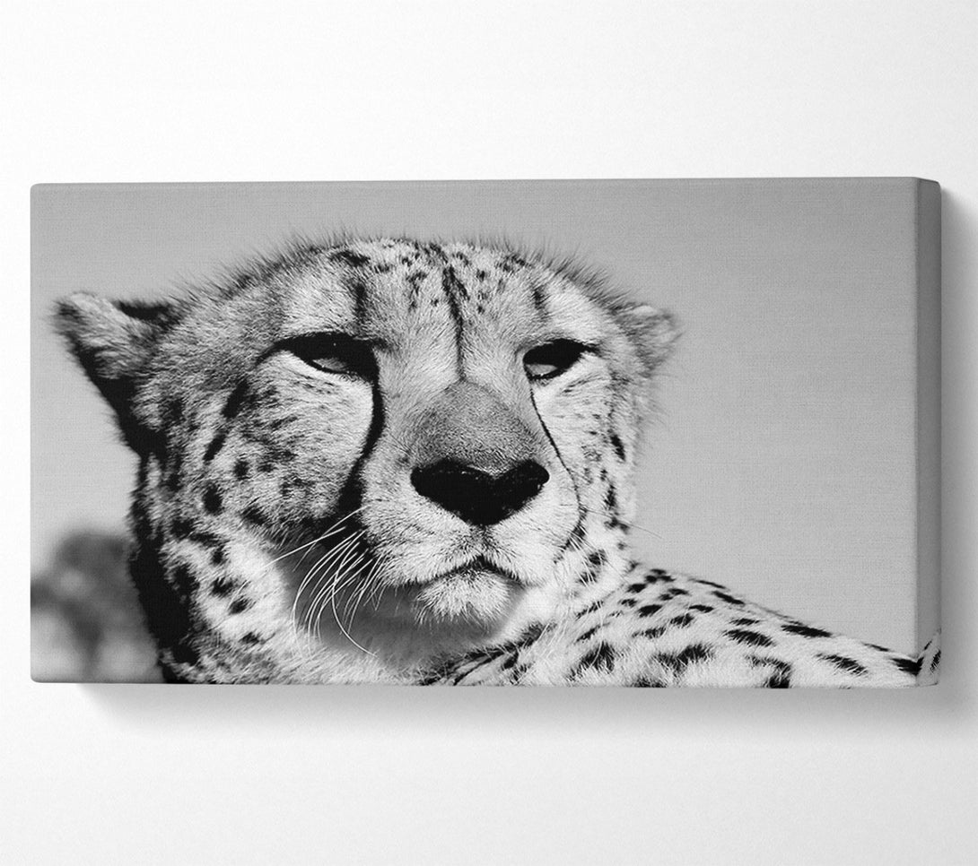  A Canvas Print of Cheetah Stare Canvas Wall Art