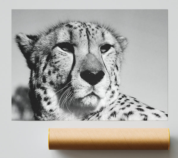 Cheetah Stare Giclee Print