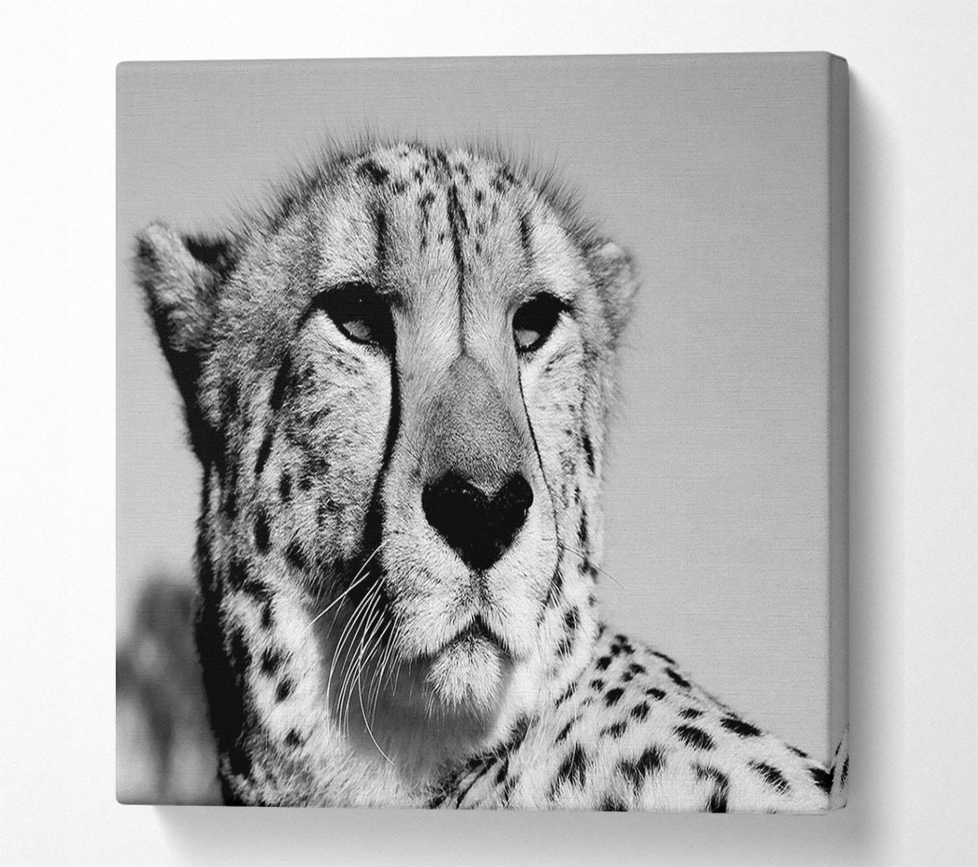  A Canvas Print of Cheetah Stare Canvas Wall Art
