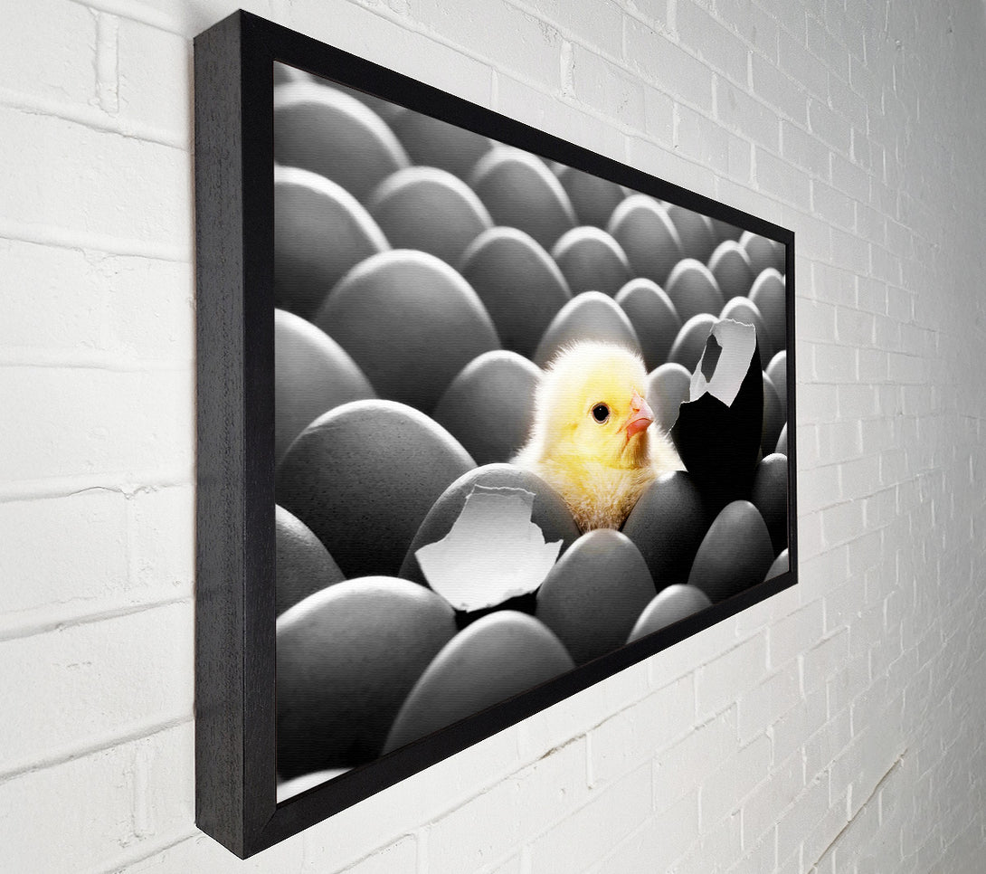  A Canvas Print of Chick Hatching Canvas Print