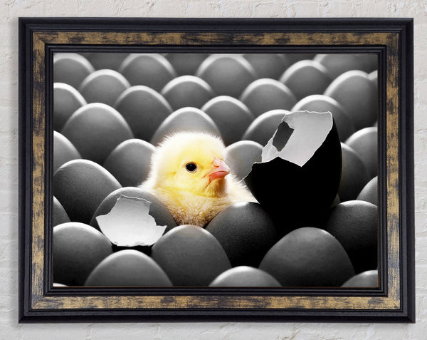 Chick Hatching Framed Print