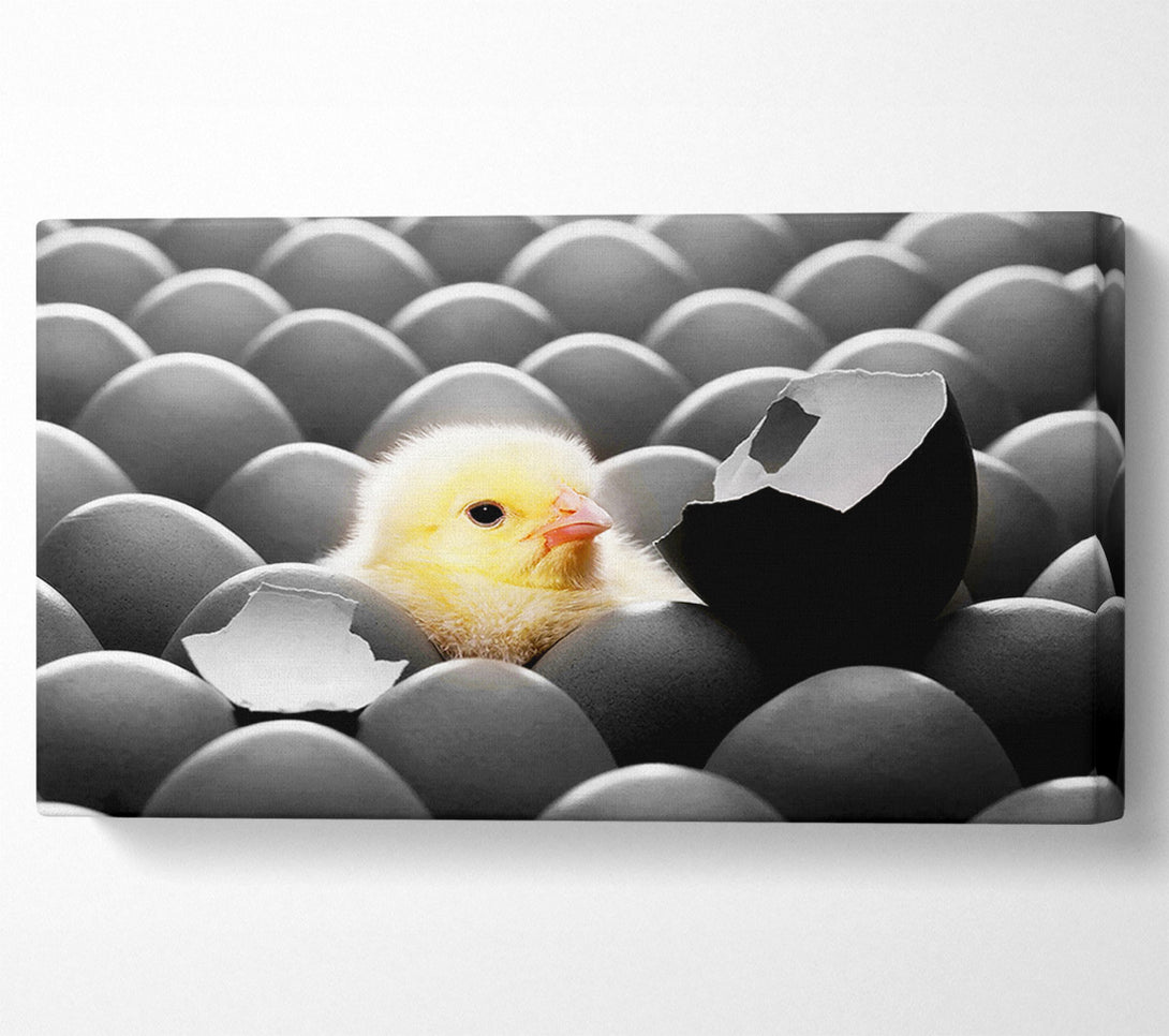  A Canvas Print of Chick Hatching Canvas Print