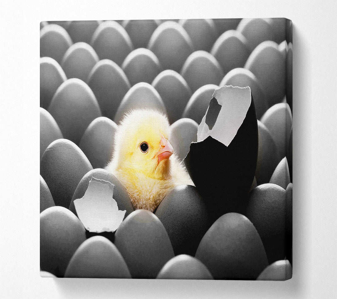  A Canvas Print of Chick Hatching Canvas Print
