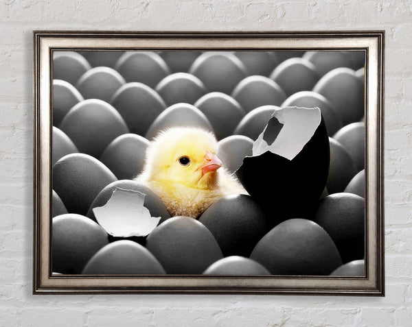 Chick Hatching Framed Print