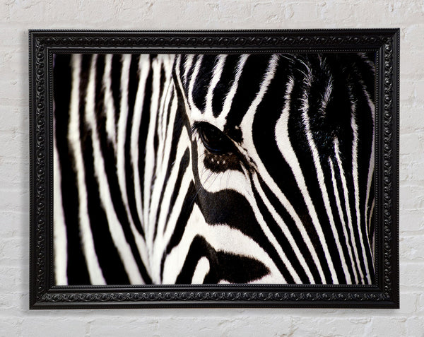 Nahaufnahme Gesicht Zebra