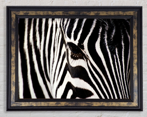 Close-up Face Zebra Framed Print