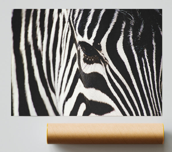 Close-Up Face Zebra Giclee Print