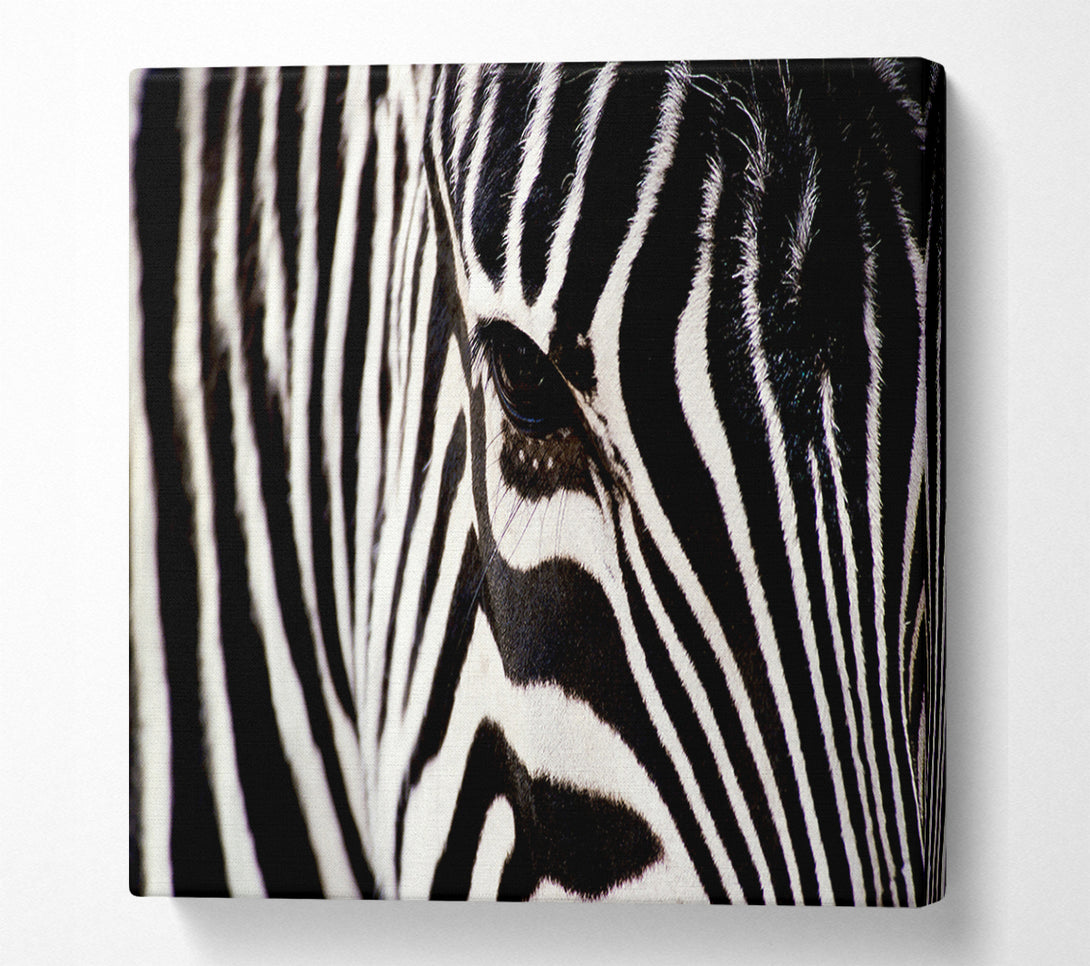  A Canvas Print of Close-up Face Zebra Canvas Art