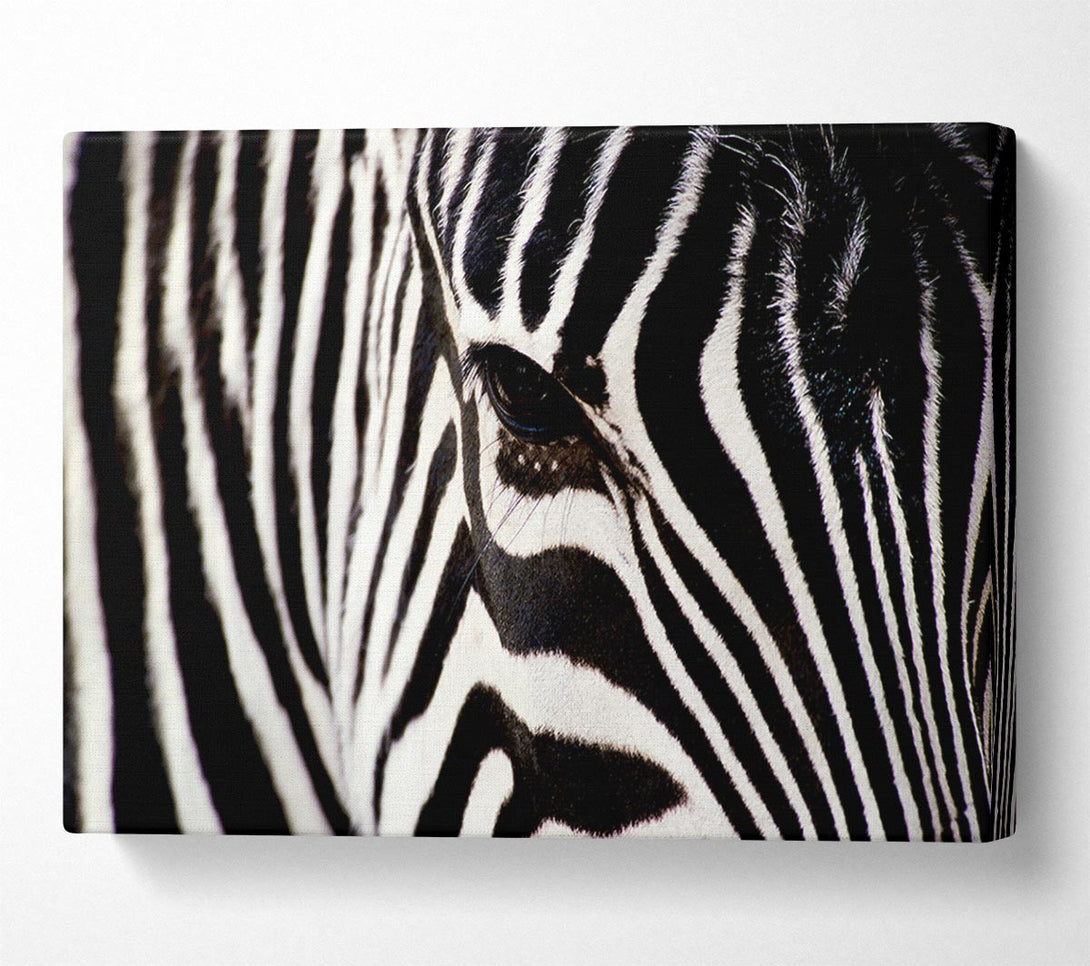  A Canvas Print of Close-up Face Zebra Canvas Art