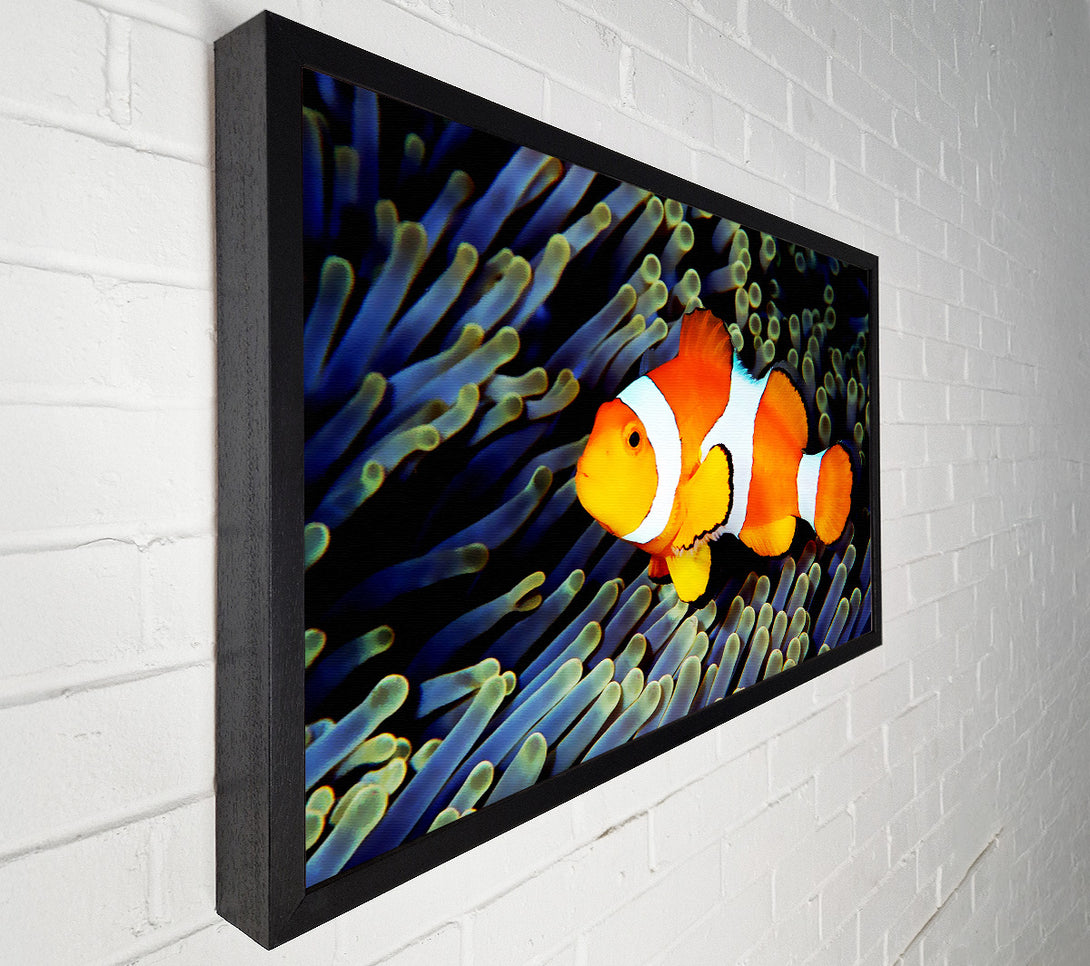  A Canvas Print of Clown Fish Canvas Print