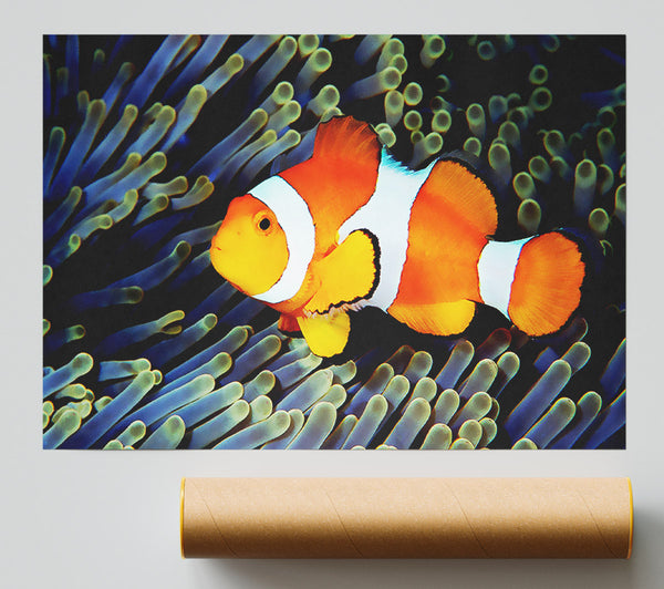 Clown Fish Print