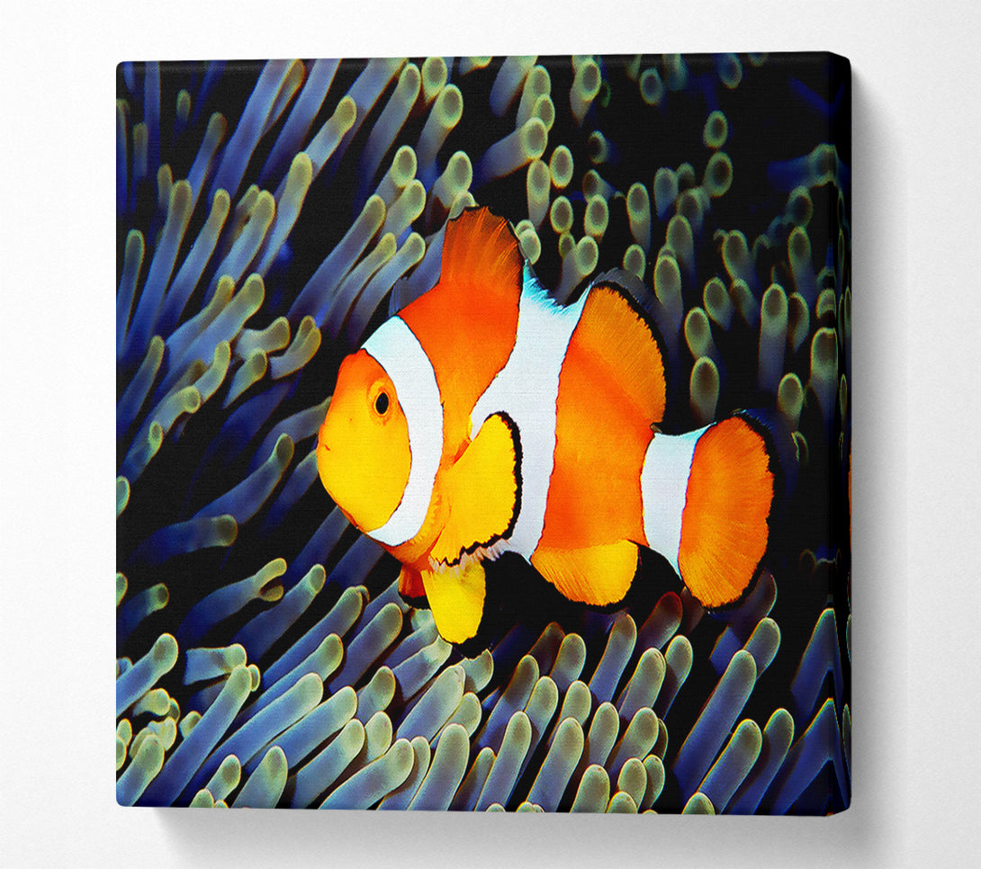  A Canvas Print of Clown Fish Canvas Print