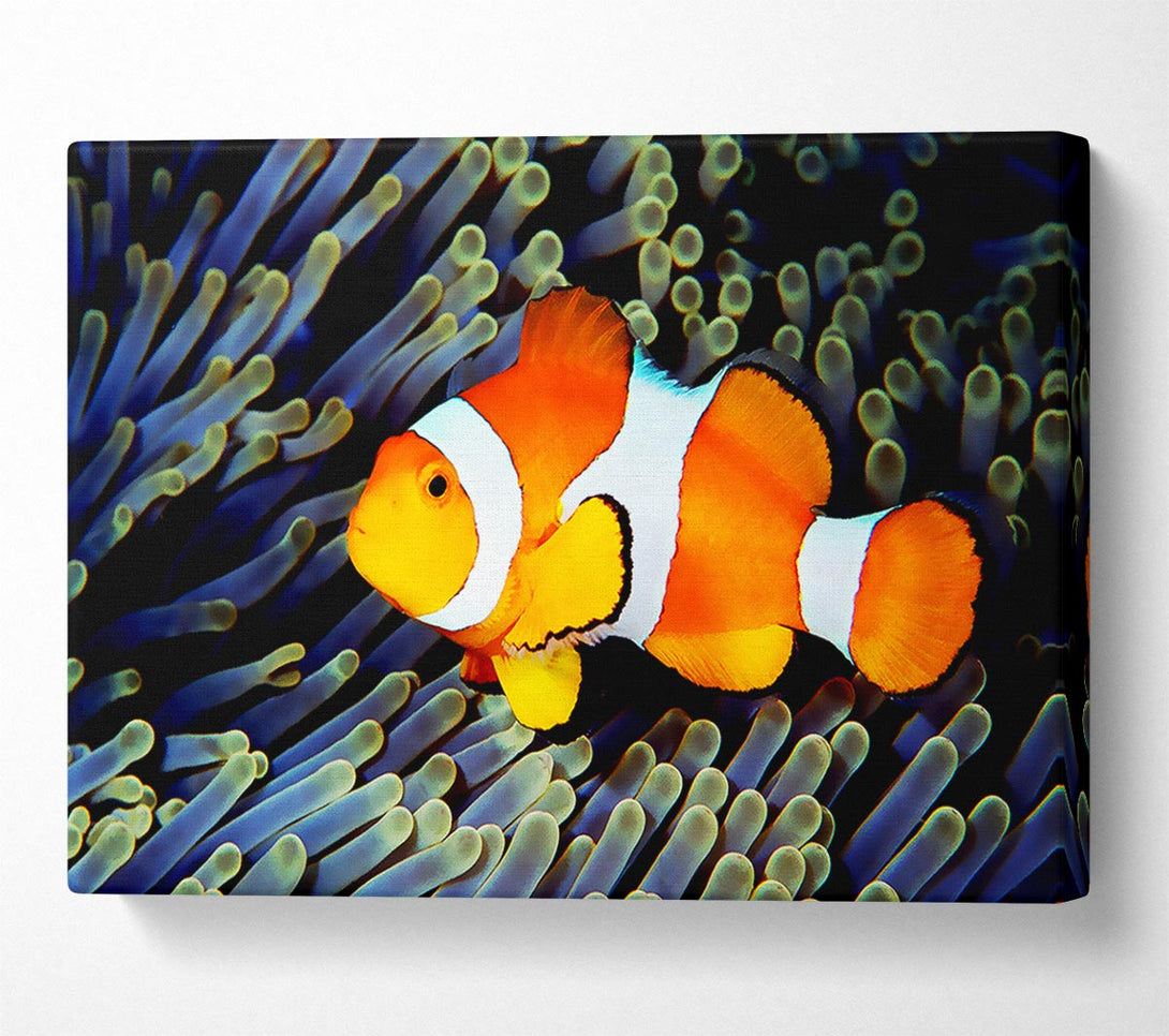  A Canvas Print of Clown Fish Canvas Print