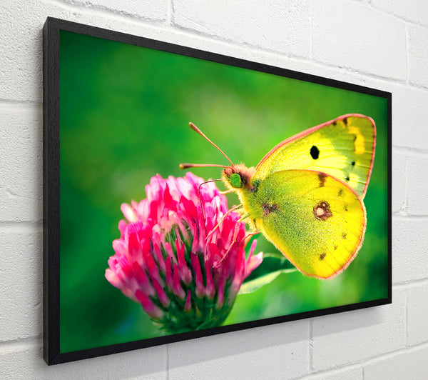 Colias Hyale Butterfly