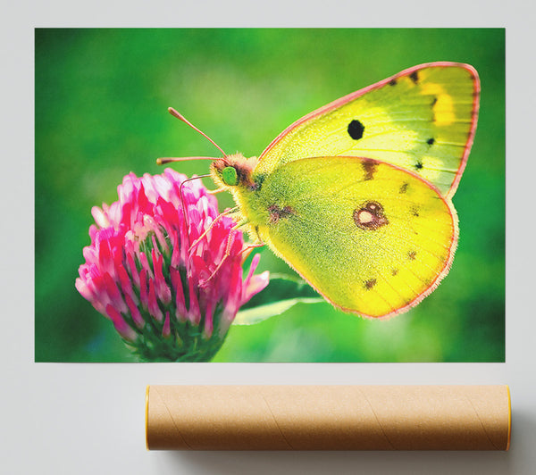 Colias Hyale Butterfly Print