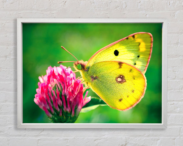 Colias Hyale Schmetterling