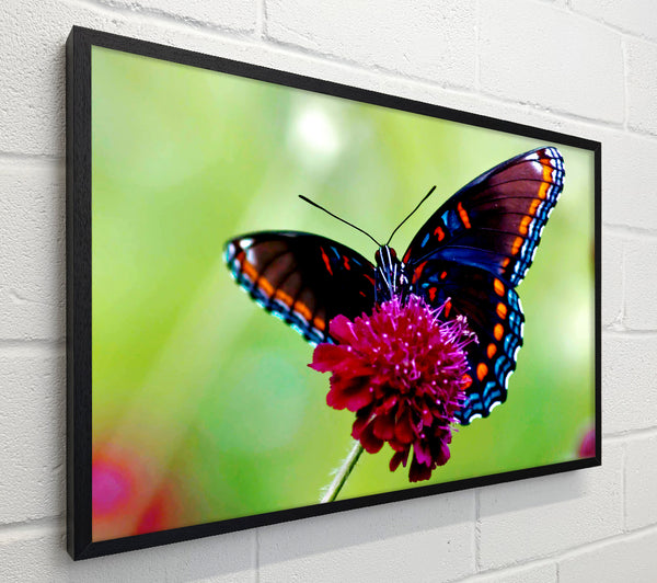 Colourful Butterfly Flower