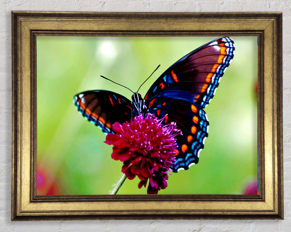 Colourful Butterfly Flower Framed Print