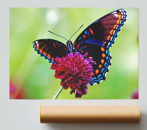Colourful Butterfly Flower Giclee Print