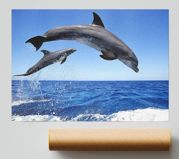 Common Bottlenose Dolphins Poster