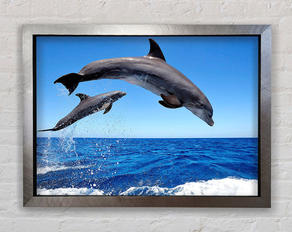 Common Bottlenose Dolphins Framed Print