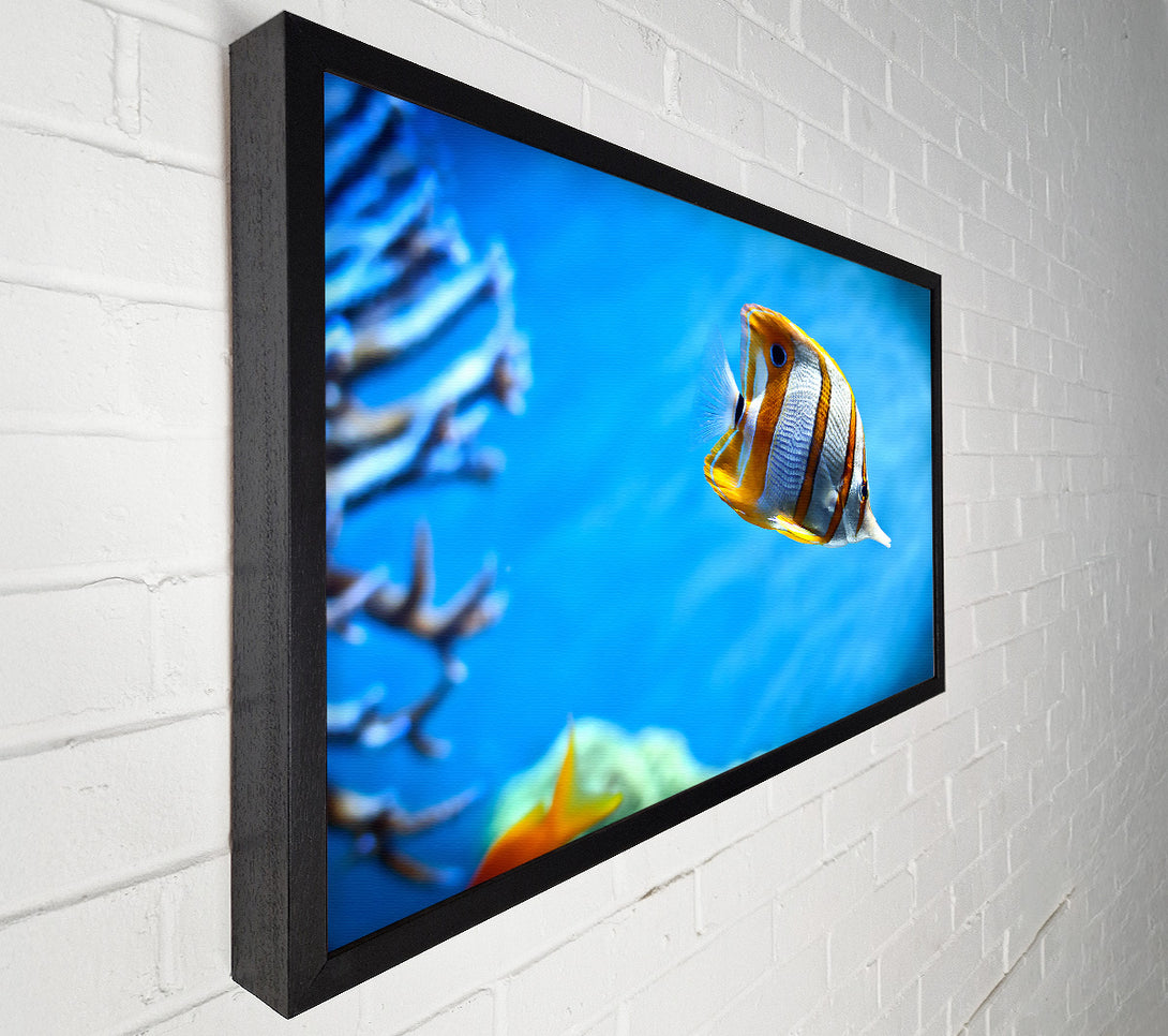  A Canvas Print of Copperband Butterfly Fish Canvas Wall Art