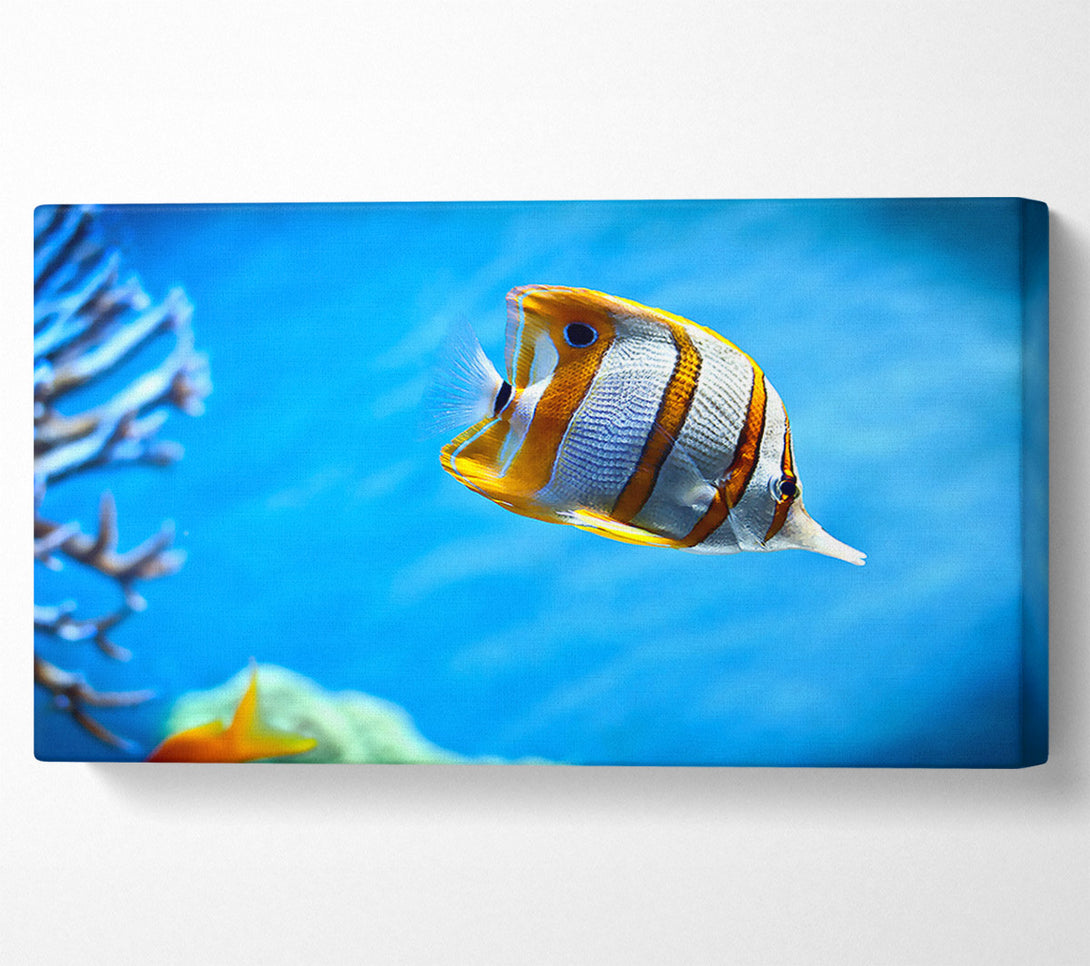  A Canvas Print of Copperband Butterfly Fish Canvas Wall Art