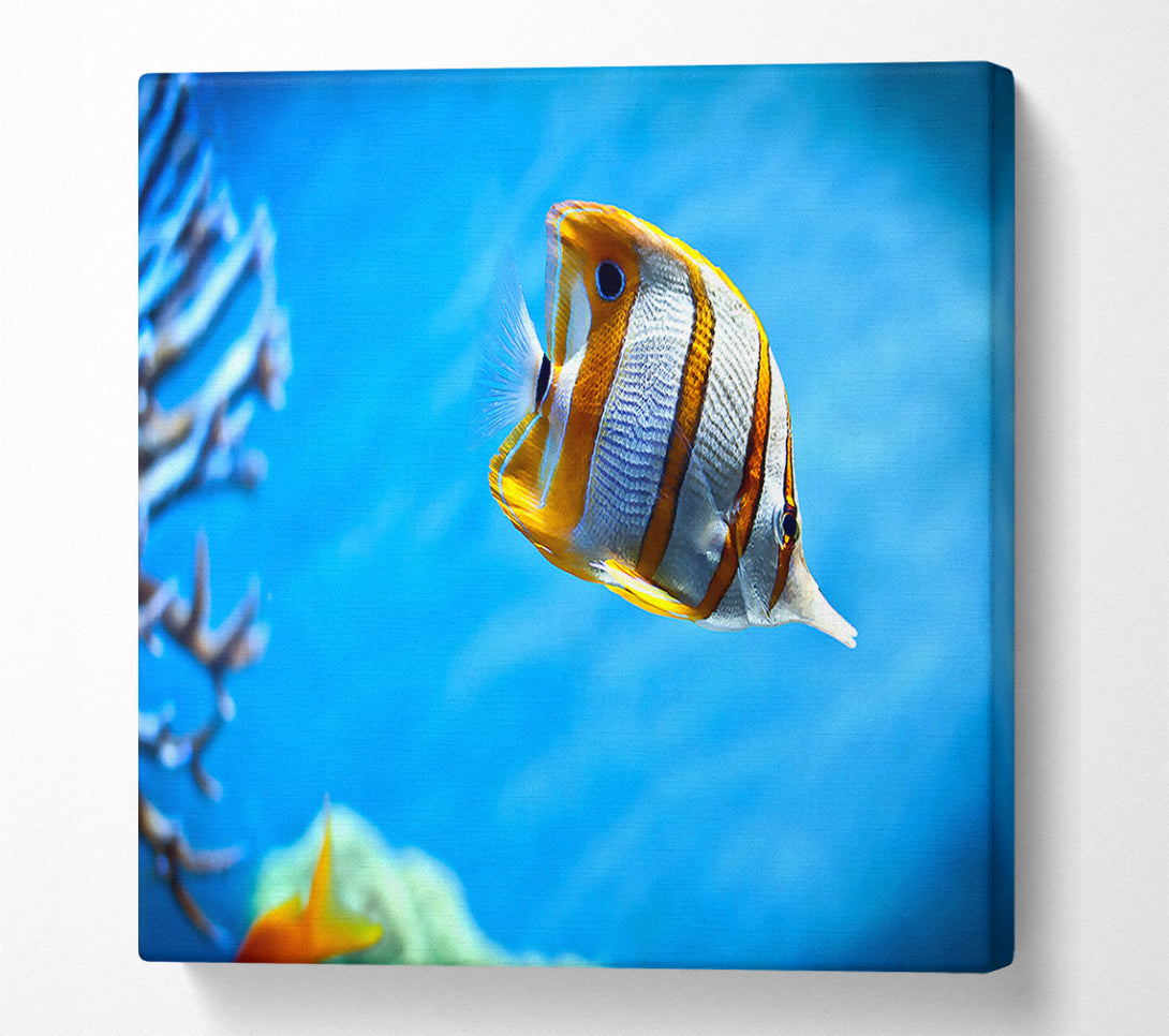  A Canvas Print of Copperband Butterfly Fish Canvas Wall Art