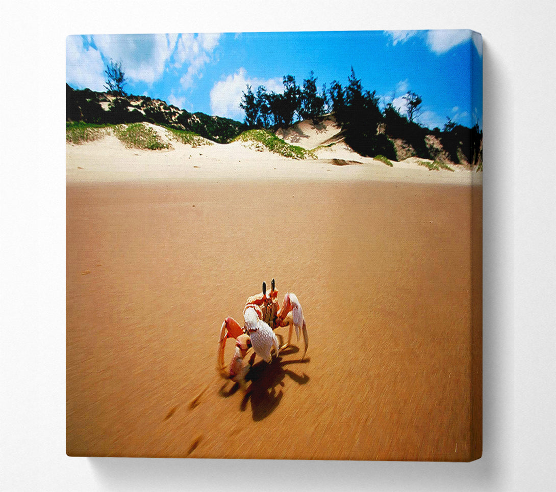  A Canvas Print of Crab Paradise Canvas Print