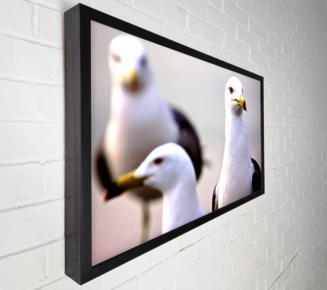  A Canvas Print of Curious Seagull Canvas Art