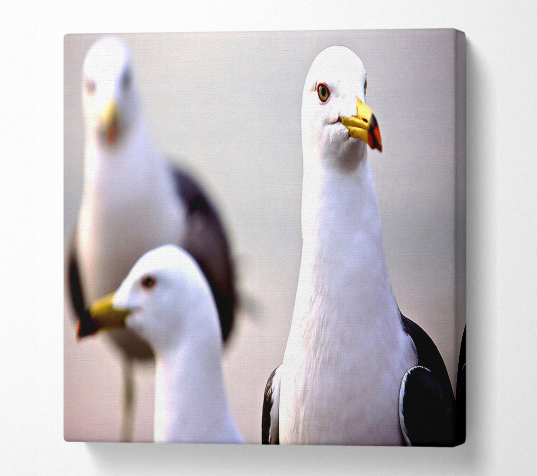  A Canvas Print of Curious Seagull Canvas Art