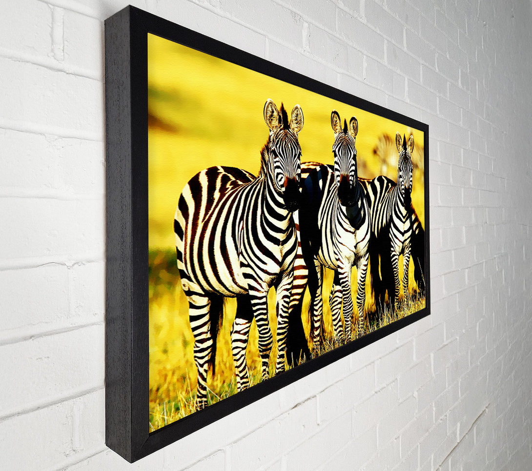  A Canvas Print of Curious Zebras Canvas Print