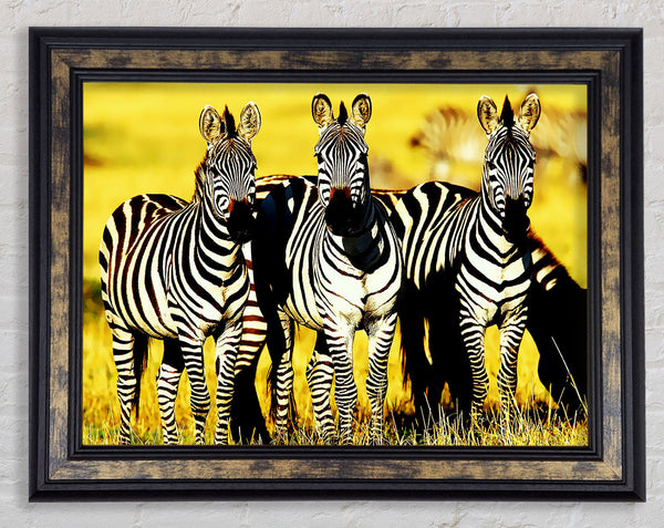 Curious Zebras Framed Print