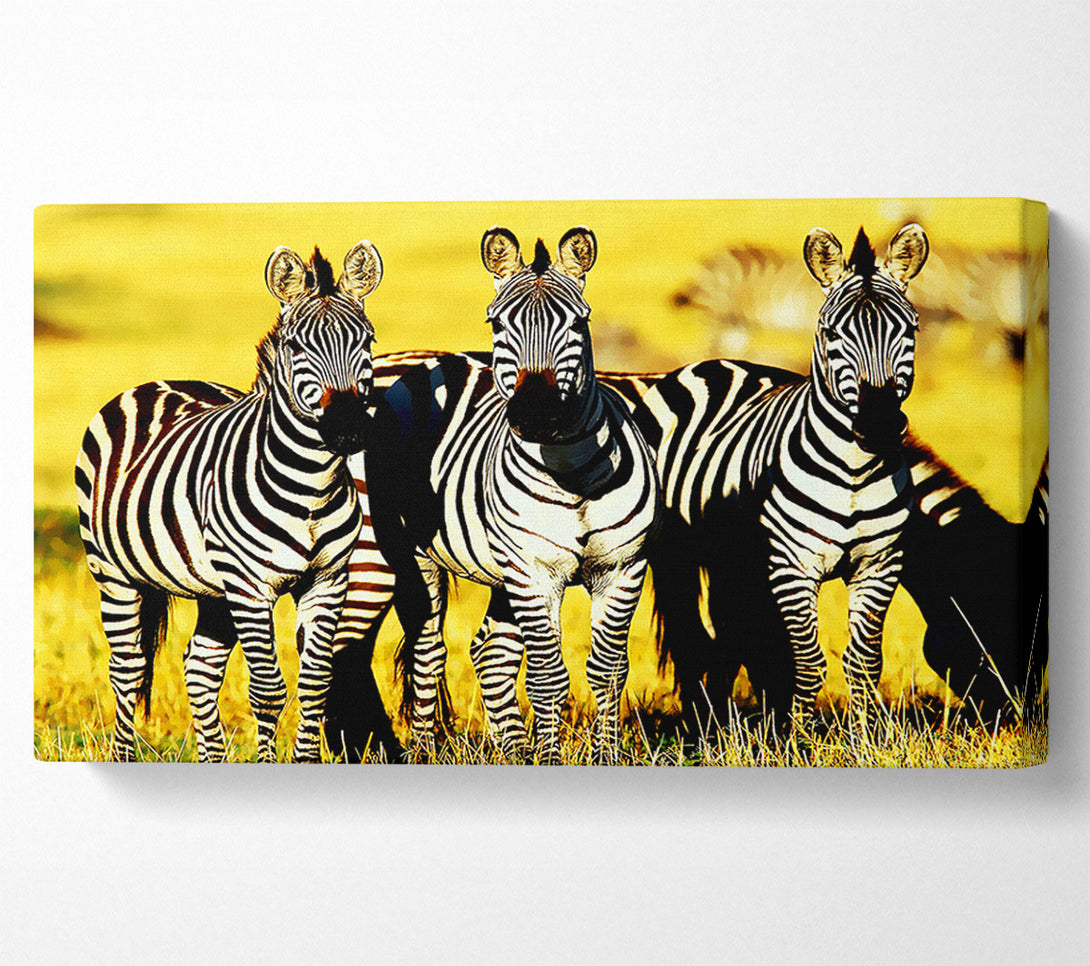  A Canvas Print of Curious Zebras Canvas Print