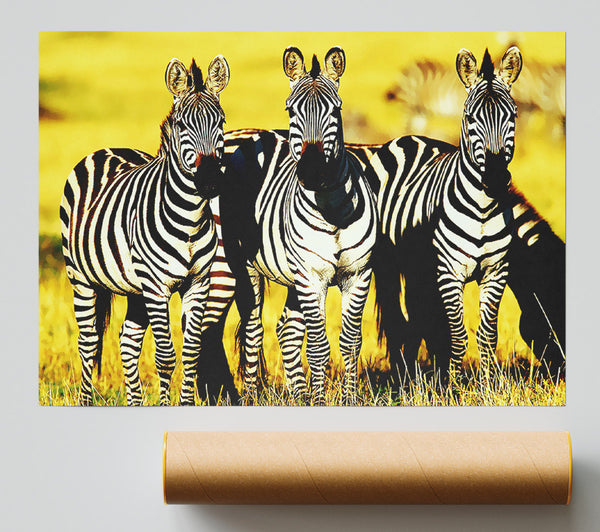 Curious Zebras Print