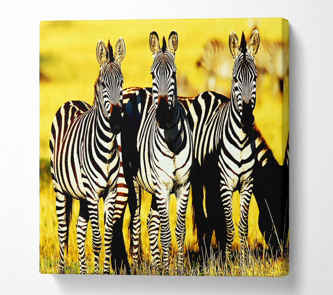  A Canvas Print of Curious Zebras Canvas Print